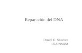Reparación del DNA Daniel O. Sánchez iib-UNSAM. Agentes genotóxicos y Mecanismos de reparación del DNA.