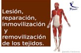 Lesión, reparación, inmovilización y removilización de los tejidos. Daniela Contreras T.