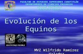 Evolución de los Equinos MVZ Wilfrido Ramírez Valadez FACULTAD DE ESTUDIOS SUPERIORES CUAUTITLÁN DEPARTAMENTO DE CIENCIAS PECUARIAS SECCIÓN ZOOTECNIAS.