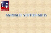 * A los animales con columna vertebral se les llama vertebrados. * Los vertebrados tienen más partes en el cuerpo que los invertebrados.