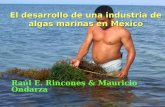 El desarrollo de una industria de algas marinas en México Raúl E. Rincones & Mauricio Ondarza.