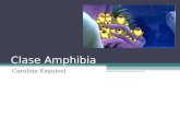 Clase Amphibia Carolina Esquivel. Características generales Intercambio gaseoso Glándulas mucosas y serosas Bastones verdes Papila anfibia (oído interno)