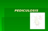PEDICULOSIS PEDICULOSIS. INTRODUCCION Los piojos tienen estrictos hábitos parasitarios, son ectoparásitos permanentes de cada especie, es decir, realizan.