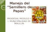 Manejo del Semillero de Papas PRODESAL MODULO II I. MUNICIPALIDAD DE MAULLIN.