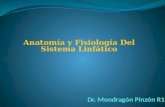 Anatomía y Fisiología Del Sistema Linfático. Embriología del Sistema Linfático Skandalakis' Surgical Anatomy, John E. Skandalakis, Gene L. Colborn, Thomas.