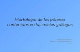 Morfología de los pólenes contenidos en las mieles gallegas Martín Barcia Boullosa Producción y tecnología de la miel 3ºITIA.