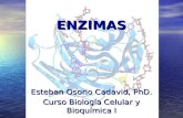 ENZIMAS Esteban Osorio Cadavid, PhD. Curso Biología Celular y Bioquímica I.