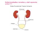 Enfermedades renales y del aparato urinario. PLANTAS PARA LAS ENFERMEDADES DE LOS RIÑONES Y DEL APARATO URINARIO Los RIÑONES son órganos muy importantes.