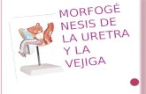 M ORFOGÉNES IS DE LA URETRA Y LA VEJIGA. V EJIGA Y URETRA En la 4ª a 7ª semana del desarrollo la cloaca se divide en el seno urogenital (anterior) y conducto.