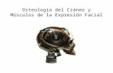 Osteología del Cráneo y Músculos de la Expresión Facial.