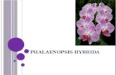 PHALAENOPSIS HYBRIDA. CARACTERÍSTICAS Phalaenopsis es un género de las comúnmente llamadas "Orquídea alevilla", "Orquídea mariposa" y también "Orquídeas.