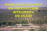 Manejo de cultivo en Producción Integrada del Olivo