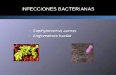 INFECCIONES BACTERIANAS -Staphylococcus aureus -Angiomatosis bacilar.