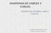 ANATOMIA DE CABEZA Y CUELLO. HUESOS DEL CRANEO, CARA Y CUELLO. Dr. Ruffo Alonso Aguilar Chong. Medico Cirujano y Partero.