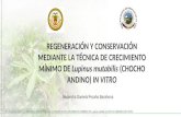 REGENERACIÓN Y CONSERVACIÓN MEDIANTE LA TÉCNICA DE CRECIMIENTO MÍNIMO DE Lupinus mutabilis (CHOCHO ANDINO) IN VITRO Alejandra Daniela Proaño Barahona 1.