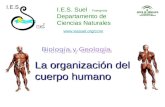 I.E.S. Suel – Fuengirola Departamento de Ciencias Naturales La organización del cuerpo humano .