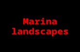 Marina Landscape
