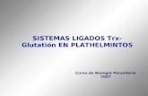 SISTEMAS LIGADOS Trx-Glutatión EN PLATHELMINTOS Curso de Biología Parasitaria 2007.