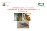 ¿ QUÉ ES EL CHIPO? Es un insecto que se alimenta de sangre de animales y humanos por picaduras. Es el principal transmisor de la Tripanosomiasis Americana.