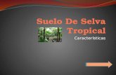 Características. Lógicamente los suelos de selva tropical se encuentran ubicados en la misma zona donde están ubicadas las selvas tropicales por ende.