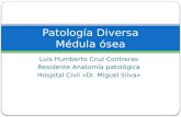 Luis Humberto Cruz Contreras Residente Anatomía patológica Hospital Civil «Dr. Miguel Silva» Patología Diversa Médula ósea.