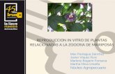 REPRODUCCION IN VITRO DE PLANTAS RELACIONADAS A LA ZOOCRIA DE MARIPOSAS Max Paniagua Sánchez Javier Viquez Ruiz Marleny Bogarin Fonseca Martha Oliva Umaña.