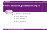 © GELV AULA 360 Virus, bacterias, protistas y hongos 1. Formas acelulares 2. Las bacterias 3. Los protistas 4. Los hongos UNIDAD 09 1º ESO | UNIDAD 09.