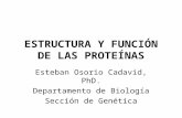 ESTRUCTURA Y FUNCIÓN DE LAS PROTEÍNAS Esteban Osorio Cadavid, PhD. Departamento de Biología Sección de Genética.