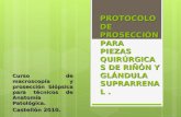 Curso de macroscopía y prosección biópsica para técnicos de Anatomía Patológica. Castellón 2010. PROTOCOLO DE PROSECCIÓN PARA PIEZAS QUIRÚRGICAS DE RIÑÓN.