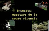 Insectos: maestros de la sobre vivencia. Estrategias de sobrevivencia Mecanismos de defensa Estrategias de alimentación Estrategias de reproducción Mecanismos.