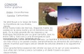 CÓNDOR Vultur gryphus Orden: Ciconiiformes Familia: Cathartidae Se distribuye a lo largo de toda la Cordillera de Los Andes, desde Arica hasta Cabo de.