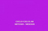 CICLO CELULAR MITOSIS - MEIOSIS. CICLO CELULAR Modelos experimentales y técnicas de estudio Modelos experimentales: Ovocitos Fusión de células en cultivos.