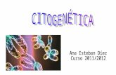 La citogenética es el campo de la genética que comprende el estudio de la estructura, función y comportamiento de los cromosomas. Incluye análisis de.
