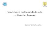 Principales enfermedades del cultivo del banano Esther Lilia Peralta.