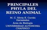 PRINCIPALES PHYLA DEL REINO ANIMAL M. C. Silvia E. Cortés Hernández Área de Biología UNIVERSIDAD AUTÓNOMA CHAPINGO.