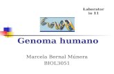 Genoma humano Marcela Bernal Múnera BIOL3051 Laboratorio 11.