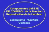 Componentes del EJE DE CONTROL de la Función Reproductiva de la Hembra: Hipotálamo- Hipófisis- Gónadas.
