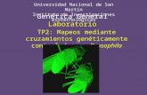 Genética General Laboratorio Universidad Nacional de San Martín Instituto de Investigaciones Biotecnológicas TP2: Mapeos mediante cruzamientos genéticamente.