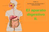 TEMA 11. NUTRICIÓN, RESPIRACIÓN Y CIRCULACIÓN. El aparato digestivo II.