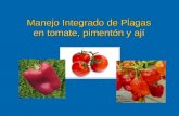 Manejo Integrado de Plagas en tomate, pimentón y ají