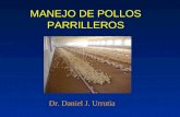 MANEJO DE POLLOS PARRILLEROS Dr. Daniel J. Urrutia.