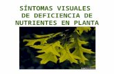 SÍNTOMAS VISUALES DE DEFICIENCIA DE NUTRIENTES EN PLANTA.