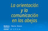 Nombre: María Bravo Torres Curso: 3º I.T.I.A.. 1. Introducción 2. Individuos en la colmena 3. Orientación y comunicación en las abejas 4. Conclusiones.