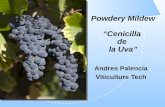 Powdery Mildew Cenicilla de la Uva Andres Palencia Viticulture Tech.