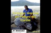 Tortugas Marinas en Peligro del Caribe © WIDECAST 2001.