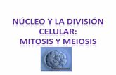 Ciclo celular La división celular La mitosis en células animales y vegetales La meiosis Importancia de la meiosis en la evolución de los seres vivos Índice.