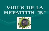 VIRUS DE LA HEPATITIS B. INTRODUCCIÓN El VHB es el principal representante de los hepadnavirus.El VHB es el principal representante de los hepadnavirus.