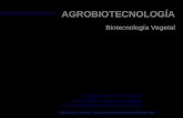AGROBIOTECNOLOGÍA Biotecnología Vegetal Programa de Biotecnología para América Latina y el Caribe Universidad de las Naciones Unidas Instituto de Ingeniería.