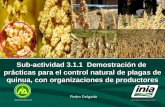 Sub-actividad 3.1.1 Demostración de prácticas para el control natural de plagas de quinua, con organizaciones de productores MINISTERIO DE AGRICULTURA.