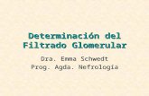Determinación del Filtrado Glomerular Dra. Emma Schwedt Prog. Agda. Nefrología.